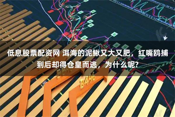 低息股票配资网 洱海的泥鳅又大又肥，红嘴鸥捕到后却得仓皇而逃，为什么呢?