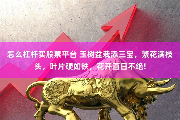 怎么杠杆买股票平台 玉树盆栽添三宝，繁花满枝头，叶片硬如铁，花开百日不绝!